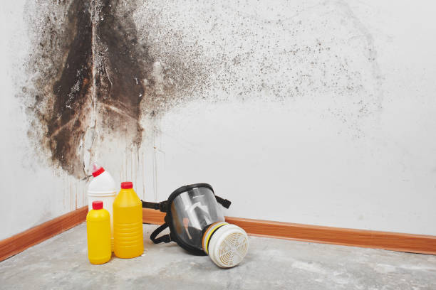 Best Affordable Mold Removal  in Easton, PA