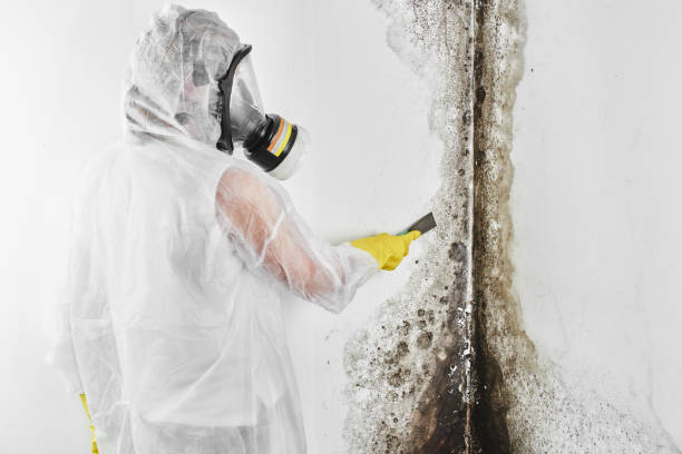 Best Residential Mold Removal  in Easton, PA