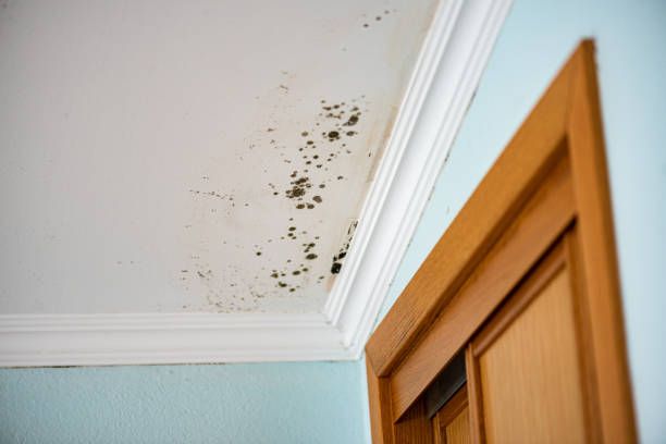 Best Local Mold Removal Service  in Easton, PA