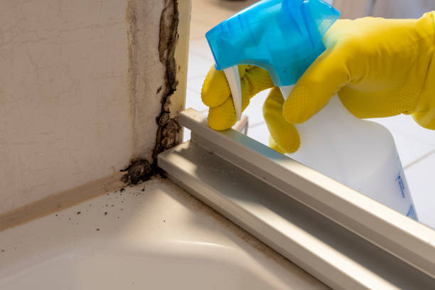 Best Fast Mold Removal  in Easton, PA