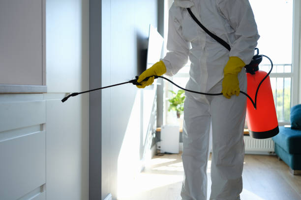 Mold Removal and Inspection in Easton, PA