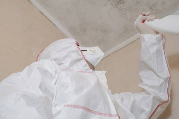 Reliable Easton, PA Mold Removal Solutions