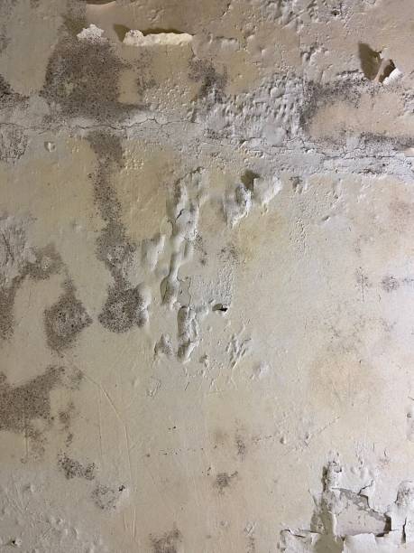 Best Mold Remediation  in Easton, PA