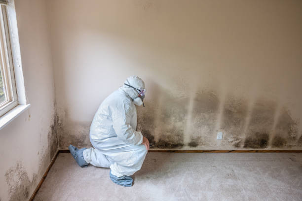 Best Mold Removal and Inspection  in Easton, PA