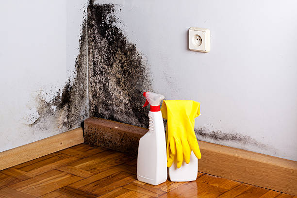 Best Local Mold Removal Service  in Easton, PA