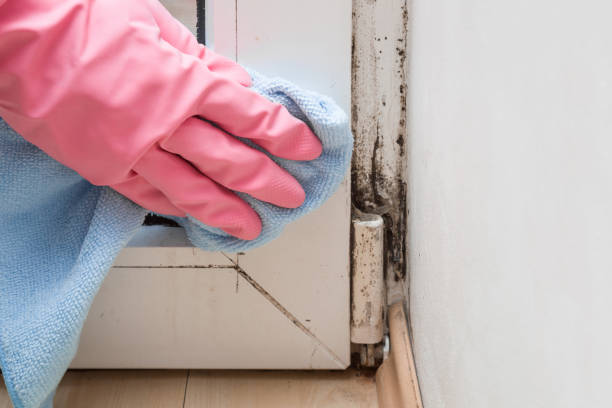 Best Mold Remediation  in Easton, PA